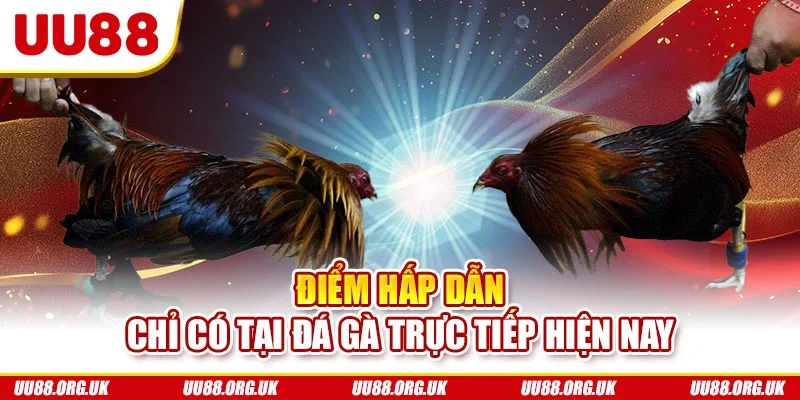 Điểm hấp dẫn chỉ có tại đá gà trực tiếp hiện nay
