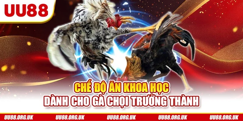 Chế độ ăn khoa học dành cho gà chọi trưởng thành