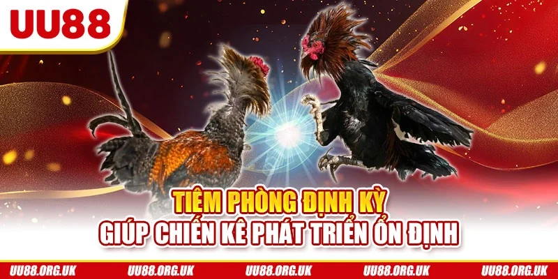 Tiêm phòng định kỳ giúp chiến kê phát triển ổn định
